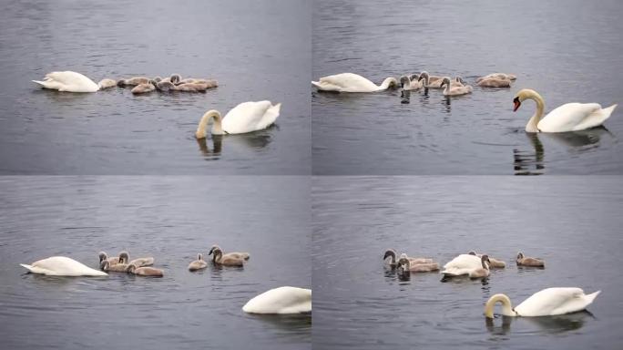 天鹅家庭，小矮人漂浮在池塘的水面上。
