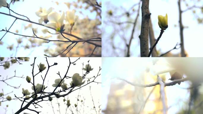 白玉兰花 春暖花开 玉兰花 春色 春分