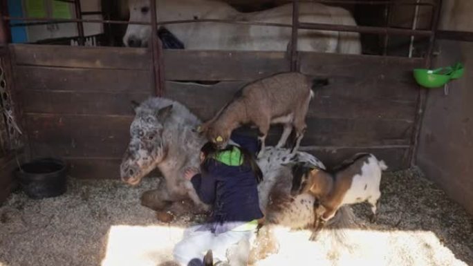 动物救援中心的儿童访客，躺在干草上的马stable里，抚摸着小马和山羊