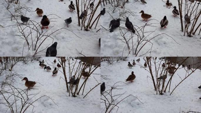 雪中的鸽子和野鸭。