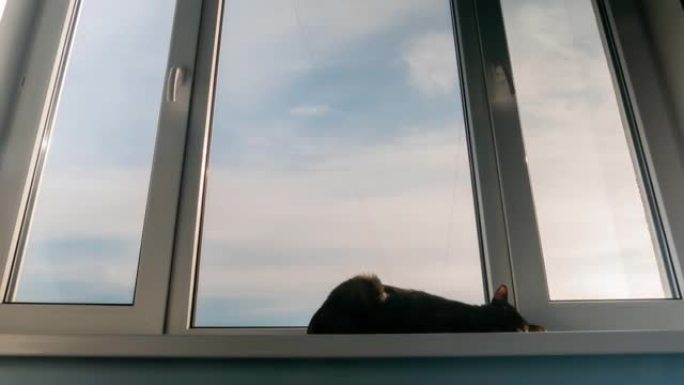时光倒流 -- 可爱的黑猫躺在窗台上