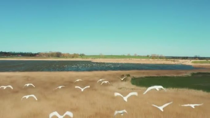 一群白天鹅在飞行野生动物保护生物多样性飞