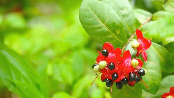 米老鼠植物，米老鼠花或ochna serrulata或嘉年华ochna的芽，花园中的鸟眼灌木