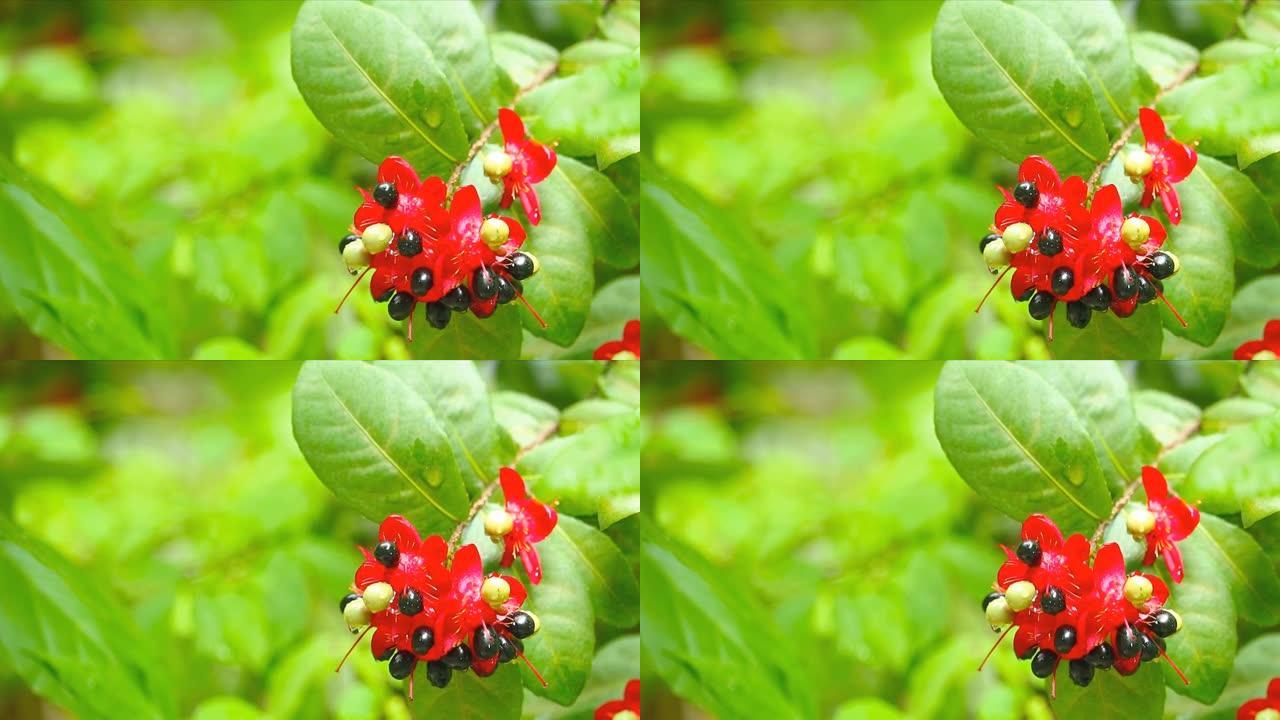 米老鼠植物，米老鼠花或ochna serrulata或嘉年华ochna的芽，花园中的鸟眼灌木