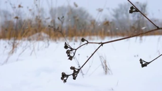 一个美丽的冬天背景，雪花和冬天的暴风雪，树枝在寒冷的冬天的风中摇摆，雪地上覆盖着春天的花芽。雪中的小