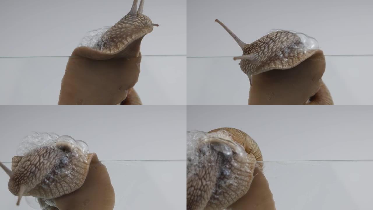 葡萄螺的行为观察。