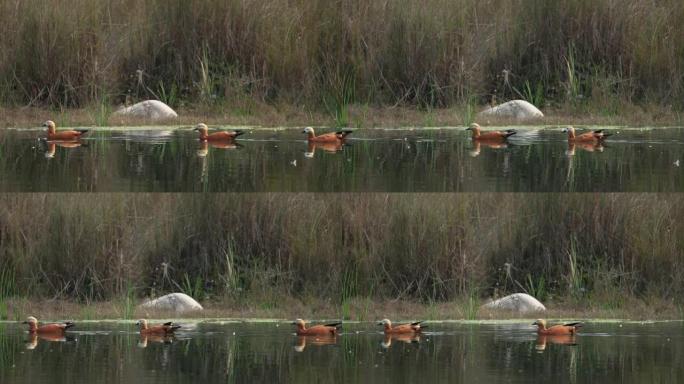 鲁迪·谢尔达克 (Tadorna ferruginea) 在湖中慢动作游泳