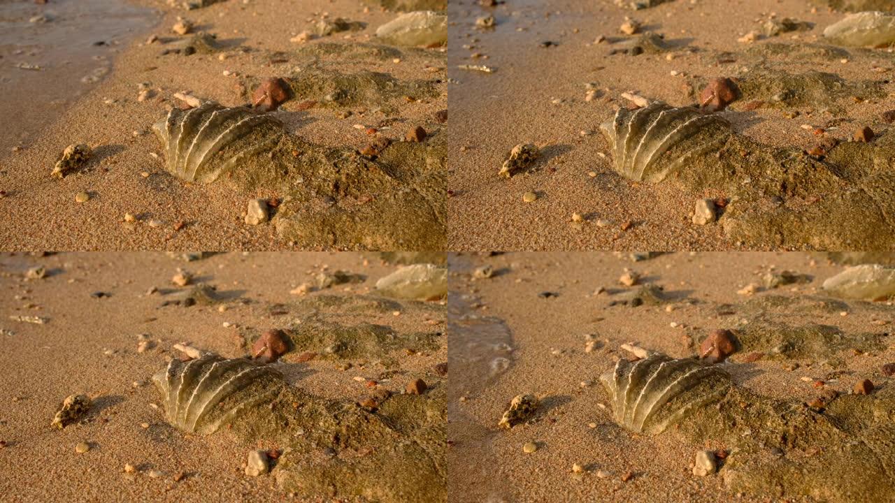 冲浪区珊瑚沙滩上的tridacna蛤壳化石。埃及红海