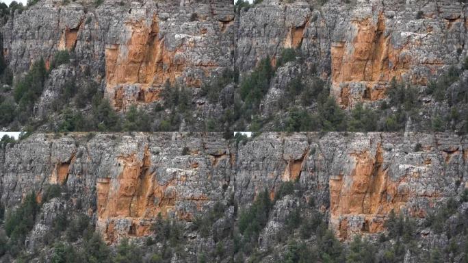 许多秃鹫在杜拉顿河峡谷的岩石悬崖上翱翔盘旋。塞戈维亚西班牙。