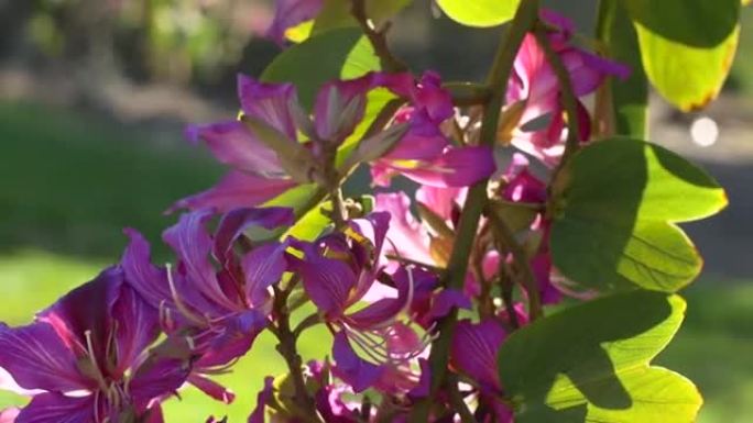 紫荆花枝以紫色粉红色的兰花形花朵靠近。盛开的兰花树。