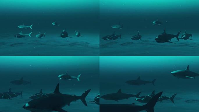 一群大白鲨在深蓝色的海水中游泳，白鲨的水下场景，海洋生物的美丽，4k高质量