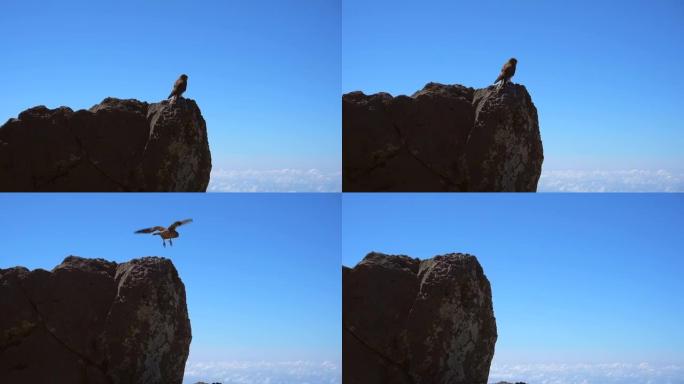 一个夏天的下午，一只鹰在加那利群岛拉帕尔马罗克德洛斯穆查科斯附近的破火山口塔布里特火山顶上飞行。西班