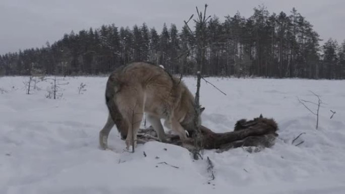 两只狼-(鸟瞰图) 和死去的马鹿，在白雪和冬季森林中奔跑，白俄罗斯