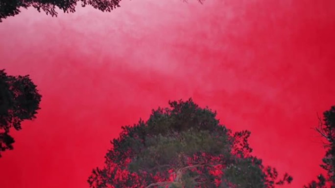 红森林天空景观。色觉障碍-三色性，原色性，色盲。心身障碍