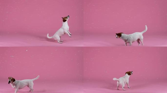 杰克·罗素 (Jack Russell) 在粉红色背景下的工作室里被肥皂泡包围着嬉戏。狗跳了起来，抓