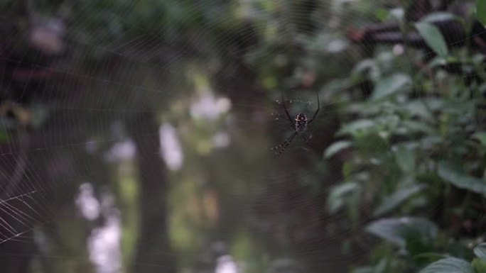 蜘蛛在森林中清澈的水流上筑起网