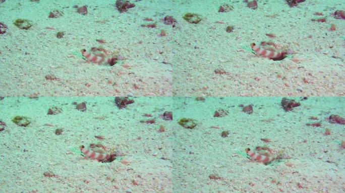 虎鱼在马尔代夫的礁石上跳进出洞