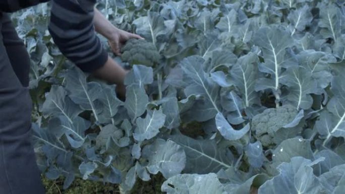 农民在西班牙的果园里采摘花椰菜