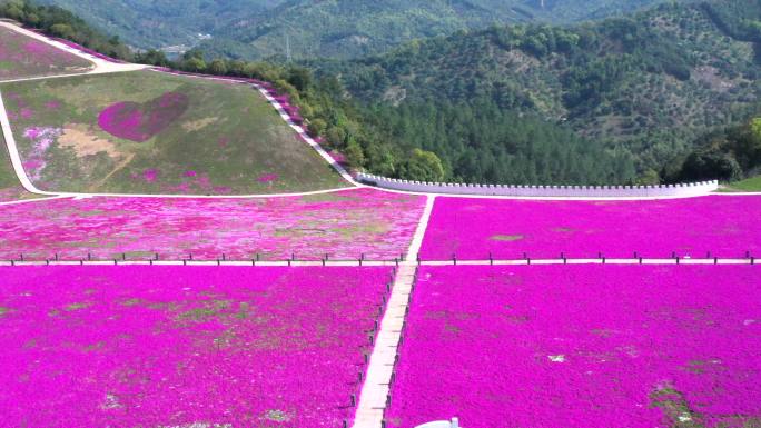 花 春天 达人谷 花海3