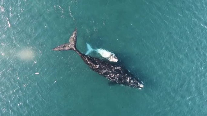 母旁白化鲸小牛犊-航拍