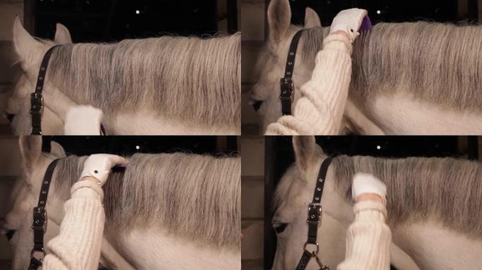 女人用梳子梳马的鬃毛。照顾宠物。稳定。