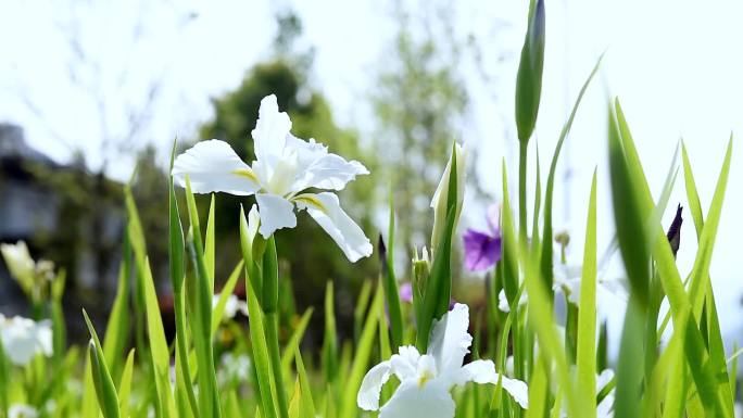 野蘑菇蓝天白云百花花花园百花