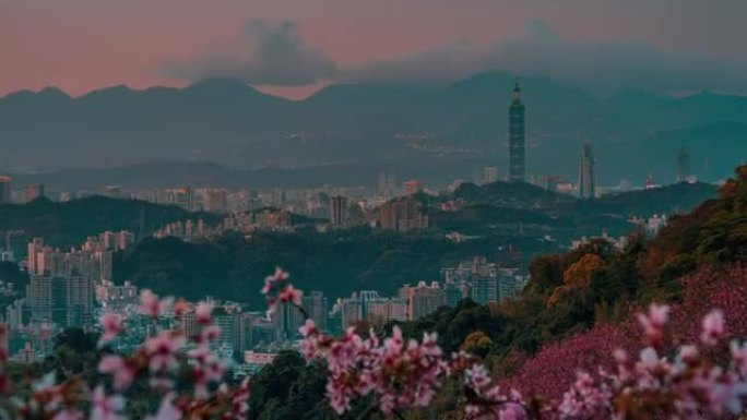 春天的台北市容樱花