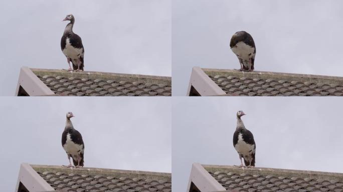 长翅鹅栖息在房子的屋顶上。