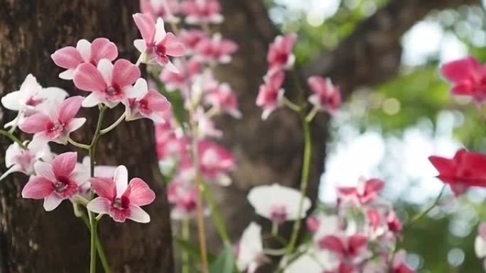 红色石斛兰花花在春天盛开。大自然之美，热带花园装饰的野生兰花。美丽的新鲜石斛兰花在树枝上吹拂的自然背