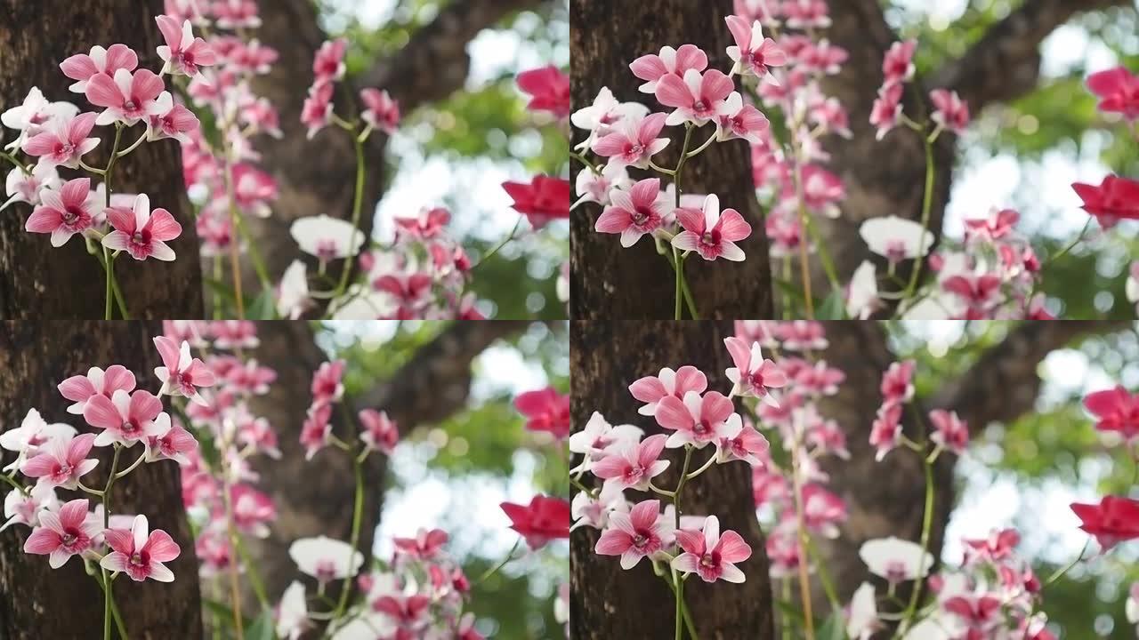 红色石斛兰花花在春天盛开。大自然之美，热带花园装饰的野生兰花。美丽的新鲜石斛兰花在树枝上吹拂的自然背