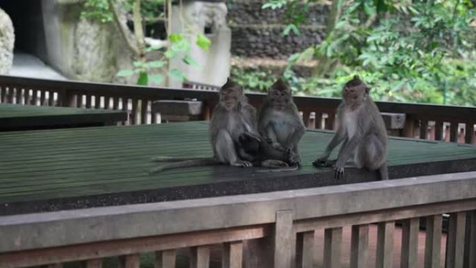 家庭理想的猴子在印度尼西亚的一个木制结构的背景。