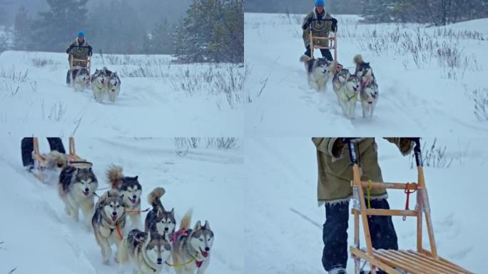北欧狗沿着雪道快速奔跑，狗在安全带中奔跑。Man musher站在雪橇上，开着狗拉雪橇，在雪地里赛狗