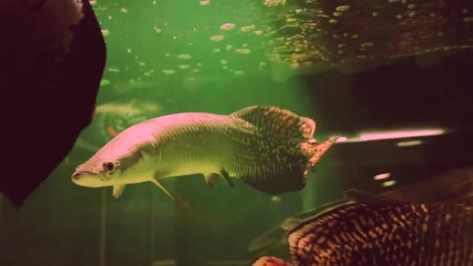 巨舌鱼和新谷河鳐鱼