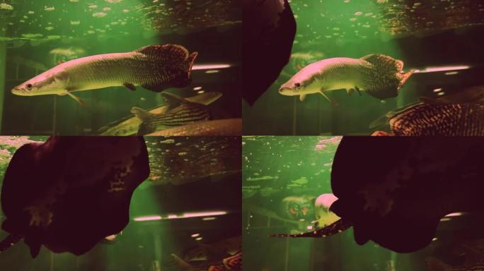 巨舌鱼和新谷河鳐鱼