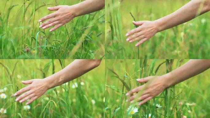 走在夏日田野上的女人。手摸田野里的花和草。美丽无忧无虑的女人在令人难以置信的五颜六色的日落中享受麦田