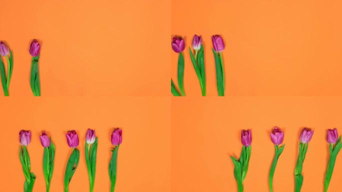 在橙色背景上从右向左滚动七种有机紫色郁金香的定格动画
