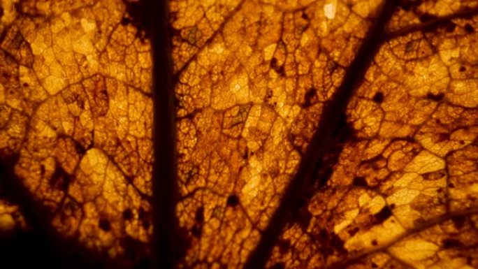 爱沙尼亚植物叶片细胞的橙色