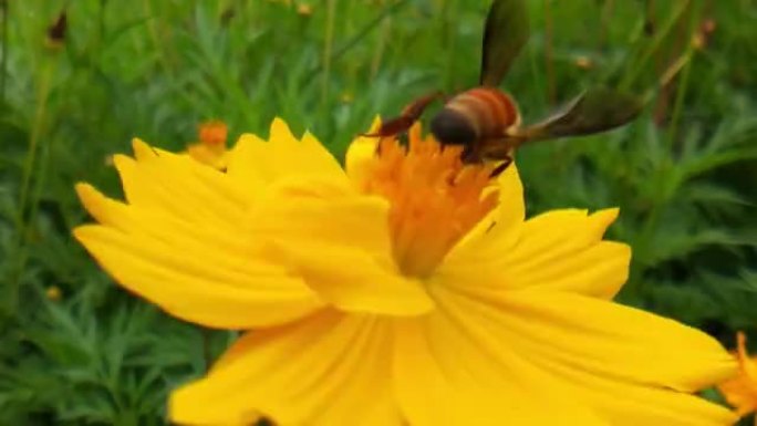 蜜蜂收集花蜜或蜂蜜在黄色蒲公英股票视频，小勤劳的蜜蜂收集花粉在阳光明媚的夏天股票视频。蜜蜂给花授粉。