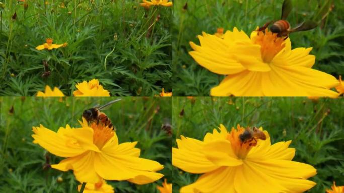 蜜蜂收集花蜜或蜂蜜在黄色蒲公英股票视频，小勤劳的蜜蜂收集花粉在阳光明媚的夏天股票视频。蜜蜂给花授粉。