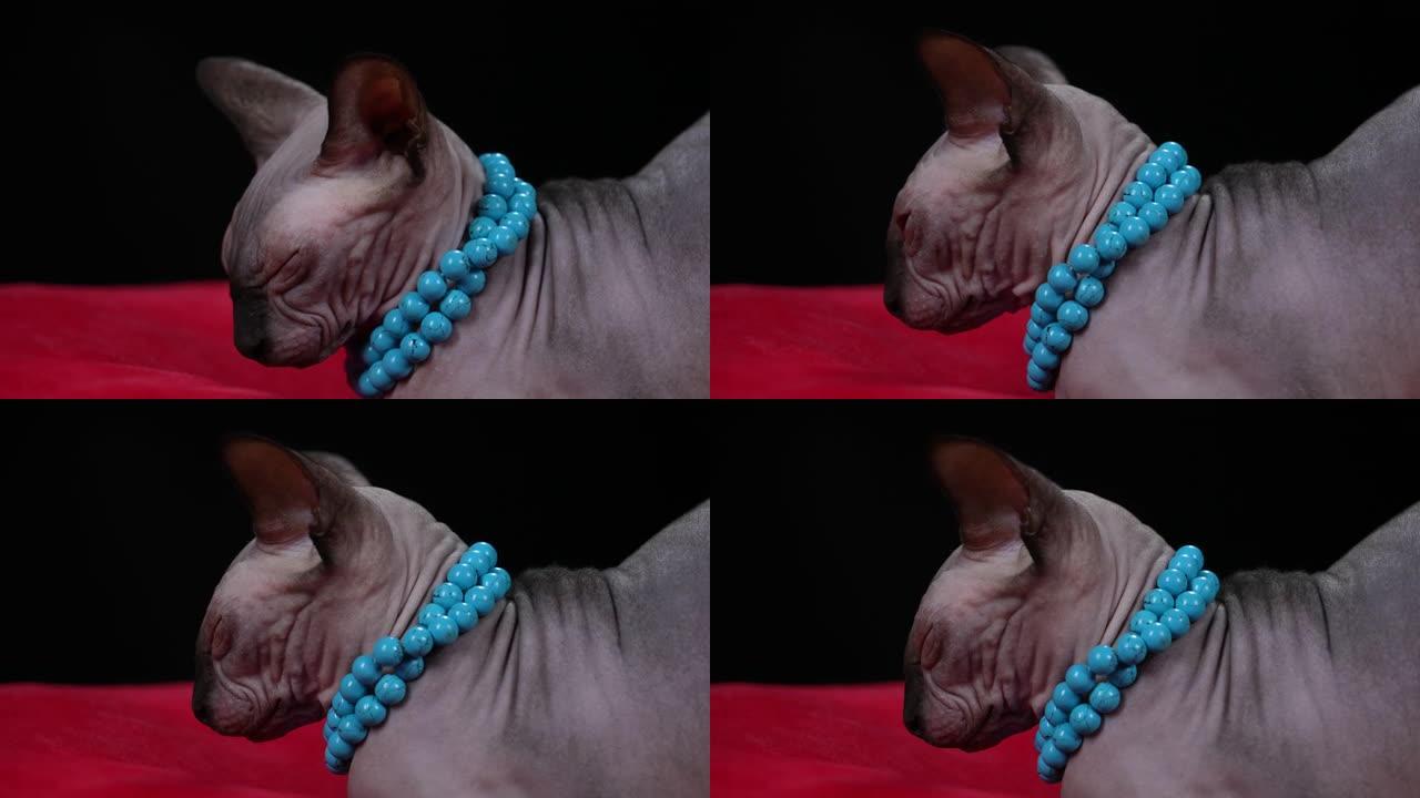 时尚的加拿大斯芬克斯品种猫在工作室的黑色背景。一只脖子上挂着蓝珠子项链的猫躺在红色的毯子上。关闭了。
