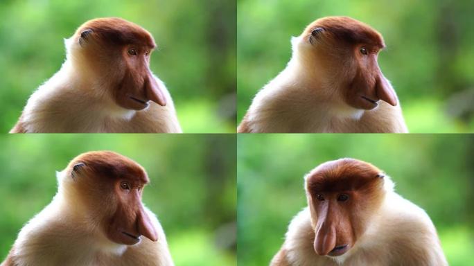 马来西亚婆罗洲雨林中的野生长鼻猴或鼻幼虫