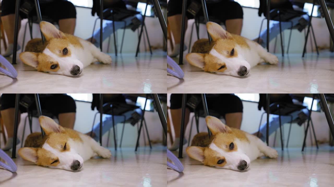 柯基犬的低角度视图，玩耍时感到睡觉，等待主人带着希望回来，直到他回到桌子底下