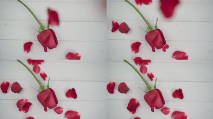 多莉在桌子上拍了红玫瑰，花瓣正在落下