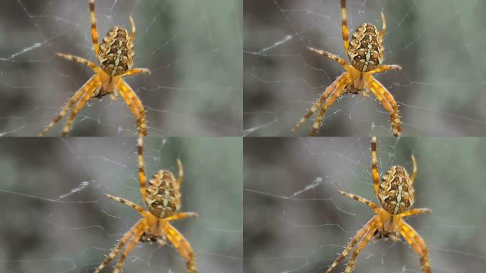 蜘蛛挂在网上-宏
