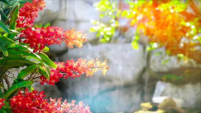 蜂蜜红色调兰花盛开黄绿色的叶子和模糊的瀑布背景在夏天