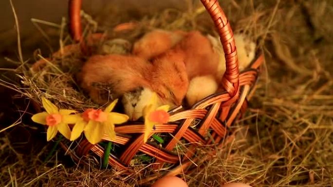 小狐狸鸡睡在柳条篮子里，背景是干草和黄色水仙花