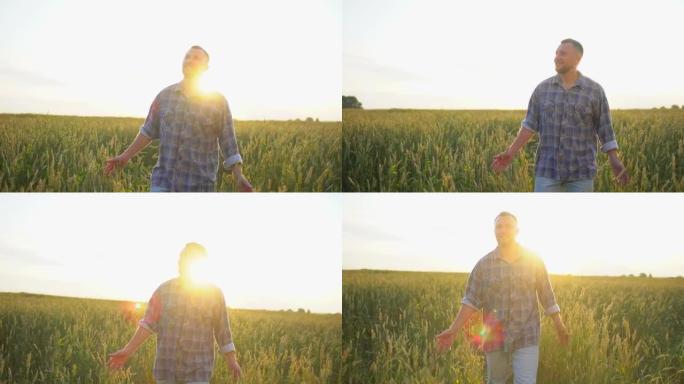 快乐的高加索男性农民在日落或日出时走在成熟的麦田里。男人农民男人在他的农场上触摸麦穗，自然生长收获收