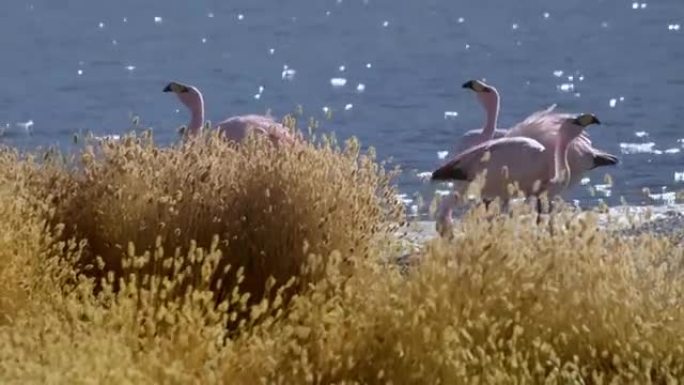 玻利维亚湖和火烈鸟。火烈鸟 (phoenicovarrus jamesi) 在玻利维亚的湖上吃草