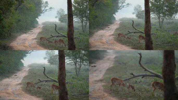 母亲以超慢动作拍摄小鹿，小鹿或轴鹿