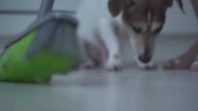 男子用扫帚扫除地板上的灰尘勺可爱的狗看背景
